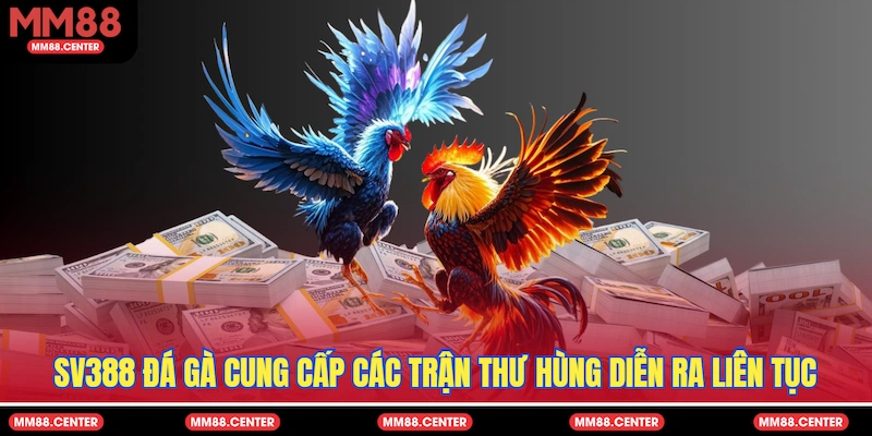 SV388 Đá Gà cung cấp các trận thư hùng diễn ra liên tục